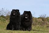 CHOW CHOW 439